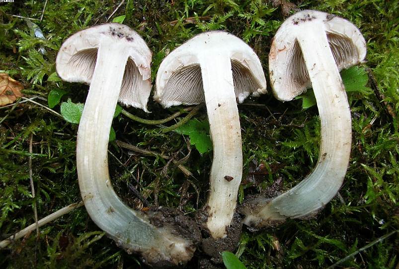 Inocybe haemacta (    Berk. & Cooke)    Sacc.
